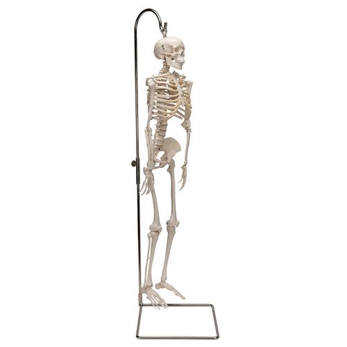 Mini menselijk skelet (hangend)
