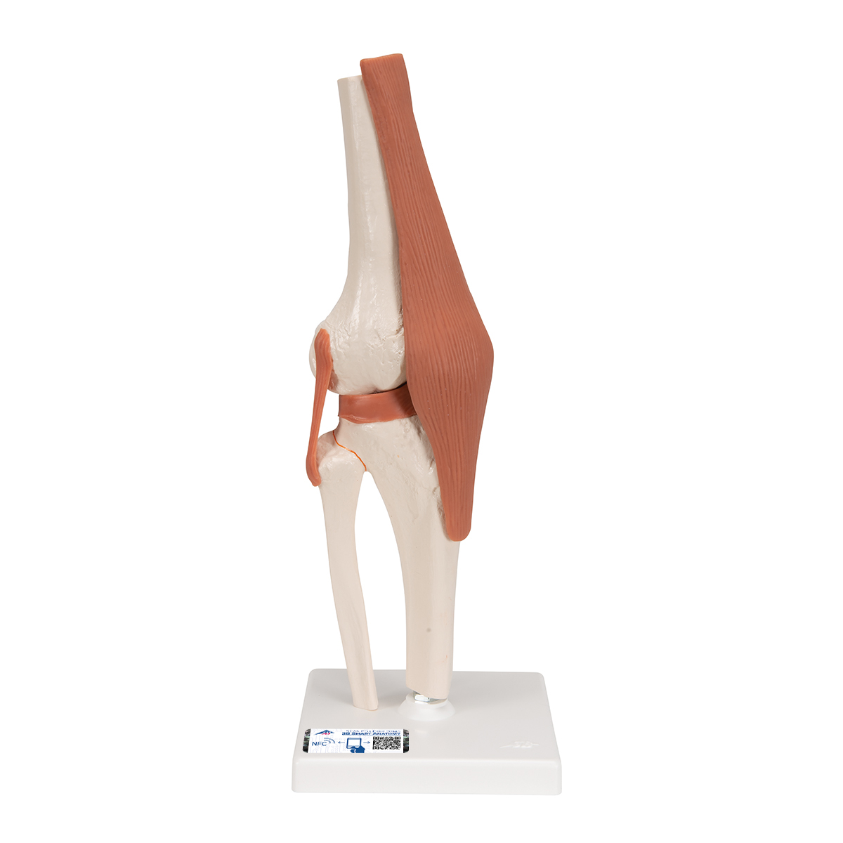 Kniegewricht functioneel